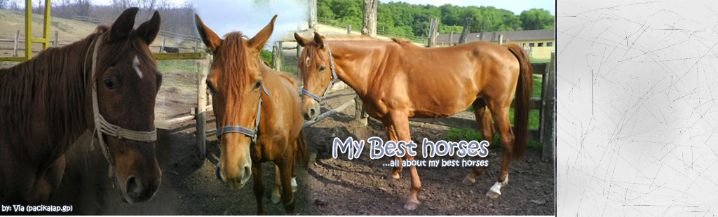 mybesthorses...all about my best horses...